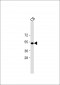 PSMC2 Antibody