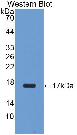 Polyclonal Antibody to Aquaporin 1 (AQP1)