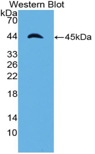 Polyclonal Antibody to Apolipoprotein A4 (APOA4)