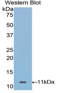 Polyclonal Antibody to Mucin 21 (MUC21)