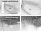 Goat Anti-VGLUT1 Antibody