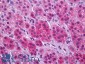 Goat Anti-VGLUT1 Antibody