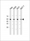 PD L1 Antibody (C-Term)