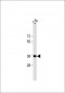 GAPDH Antibody