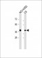 Erk2 Antibody