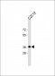 PCNA Antibody (C-term)