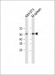 M Mlkl Antibody (C-term)