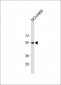 CXCR4 Antibody(N-term)