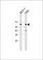 Phospho-CDC25A(S293) Antibody