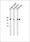 CD3E antibody (C-term)