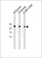 CD3E antibody (C-term)