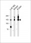 CD56 antibody (C-term)