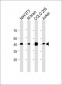 Beta-actin Antibody, HRP Conjugate