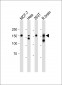 CLIP1 Antibody (N-term)