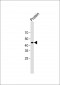 STREP II TAG Antibody