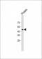 STREP II TAG Antibody