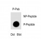 Phospho-PI3KC3(S164) Antibody