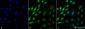 Ubiquitin Antibody