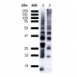 Ubiquitin Antibody
