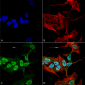 Alpha Synuclein Antibody