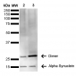 Alpha Synuclein Antibody