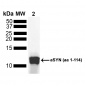 Alpha Synuclein Antibody
