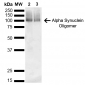 Alpha Synuclein Antibody