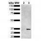 Metallothionein Antibody