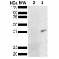 Metallothionein Antibody