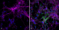 Alpha Synuclein Antibody (pSer129)