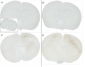 Alpha Synuclein Antibody (pSer129)