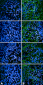 Tau Antibody (pSer202/ pThr205)