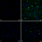 Tau Antibody (pSer202/ pThr205)