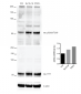 Tau Antibody (pSer202/ pThr205)
