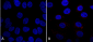 VPS35 Antibody