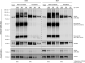 VPS35 Antibody