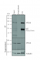 VPS35 Antibody