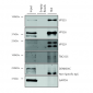 VPS35 Antibody