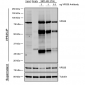 VPS35 Antibody