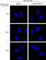 VPS35 Antibody