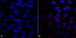 VPS35 Antibody