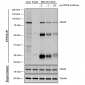 VPS35 Antibody