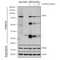 VPS35 Antibody