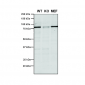 VPS35 Antibody
