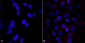 VPS35 Antibody