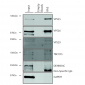 VPS35 Antibody