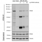 VPS35 Antibody