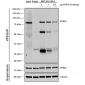 VPS35 Antibody