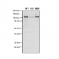 VPS35 Antibody
