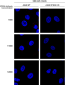 VPS35 Antibody